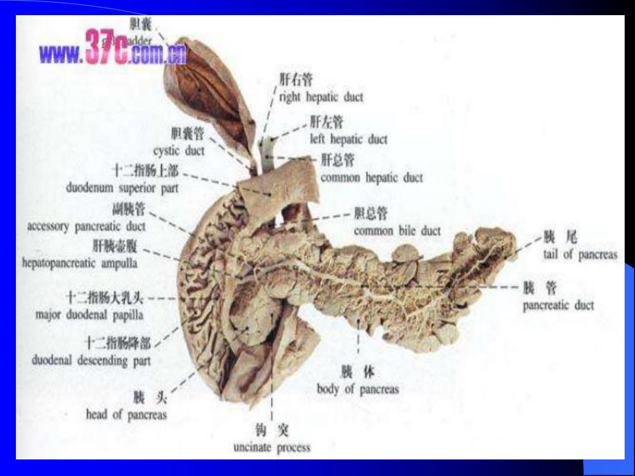 【医学课件大全】急性胰腺炎病人的护理.ppt.ppt_第3页