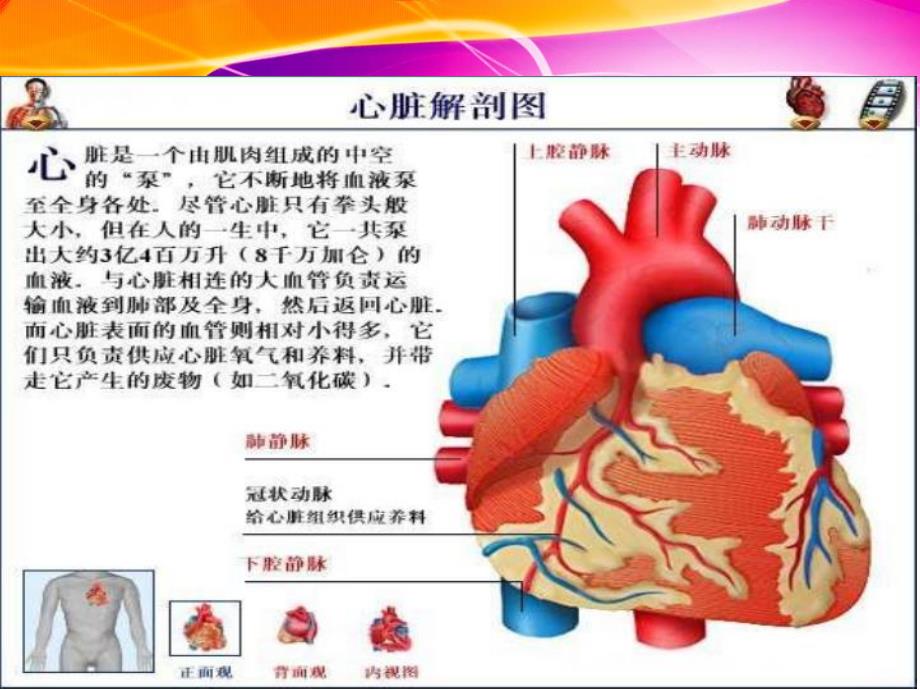 先心病概述及术后监护（精品PPT） .ppt_第3页