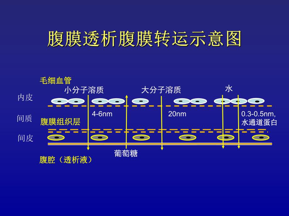 腹膜平衡试验图文.ppt_第2页