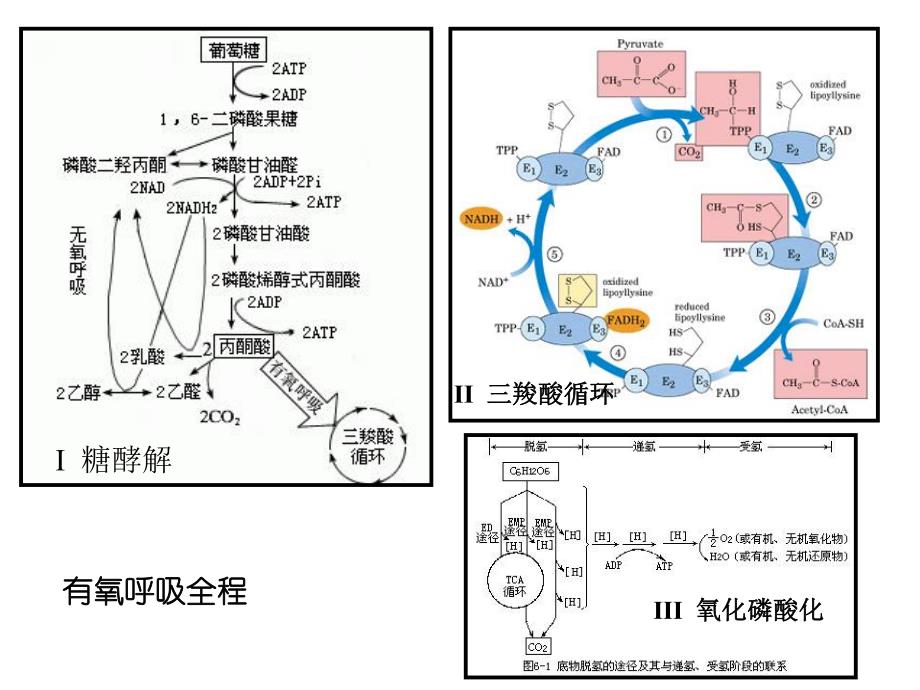 细胞呼吸2有氧呼吸与无氧呼吸的过程.ppt.ppt_第3页