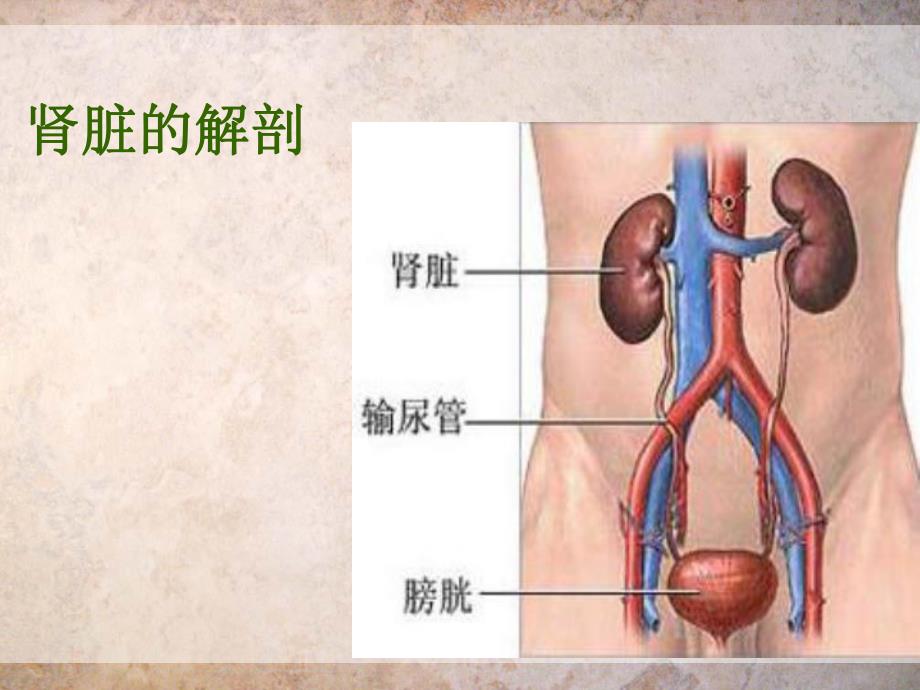 慢性肾功能衰竭护理常规.ppt_第2页