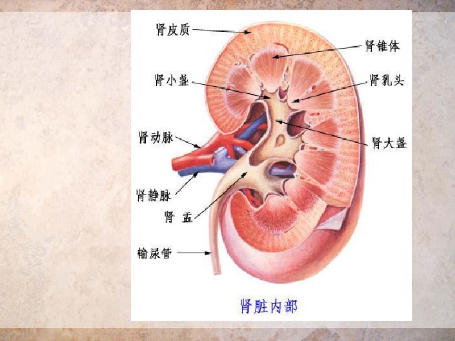 慢性肾功能衰竭护理常规.ppt_第3页