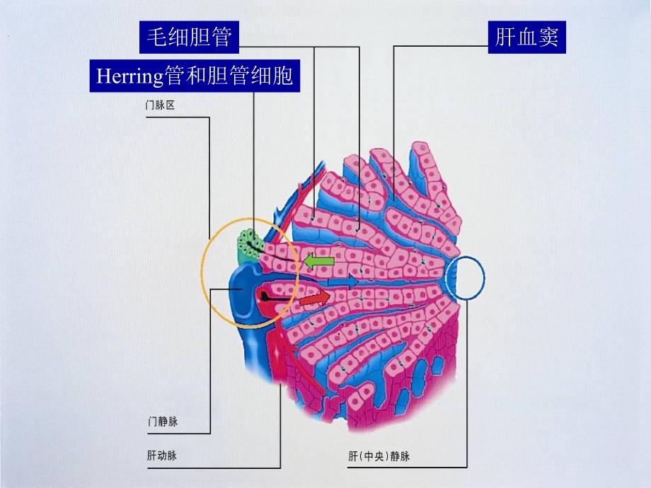 [最新]黄疸的诊断和治疗.ppt_第3页