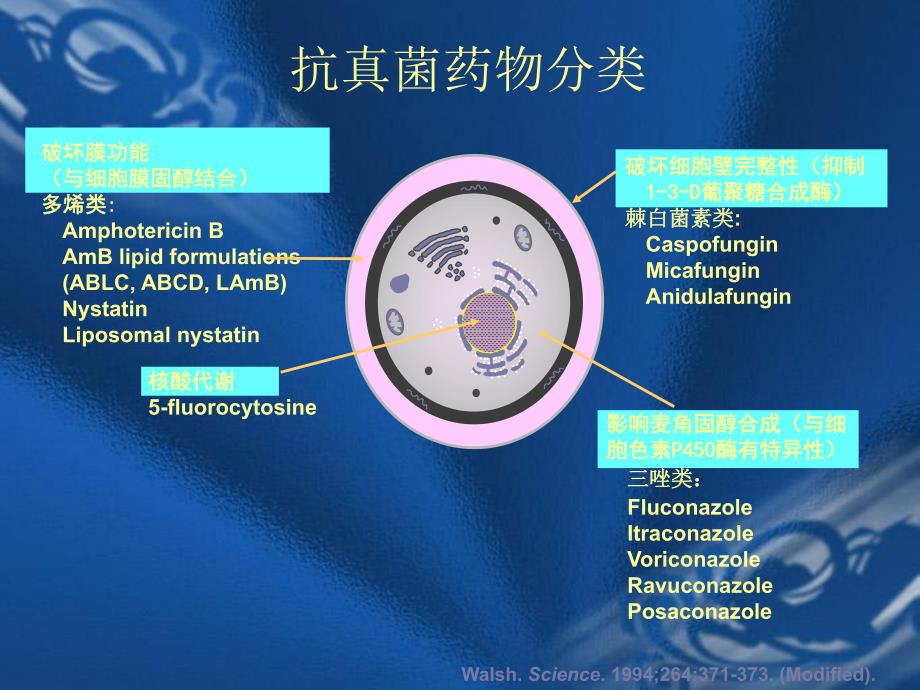 肺部真菌感染诊断和治疗.ppt_第2页