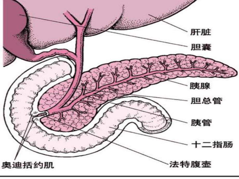 重症胰腺炎的治疗与护理.ppt_第3页