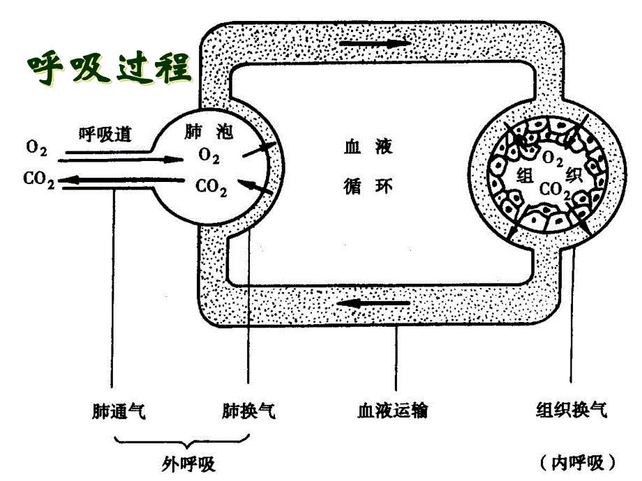 病理生理学案例版呼吸衰竭.ppt_第2页