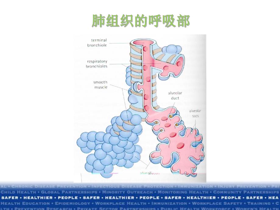 医院获得性肺炎诊治指南.ppt.ppt_第3页