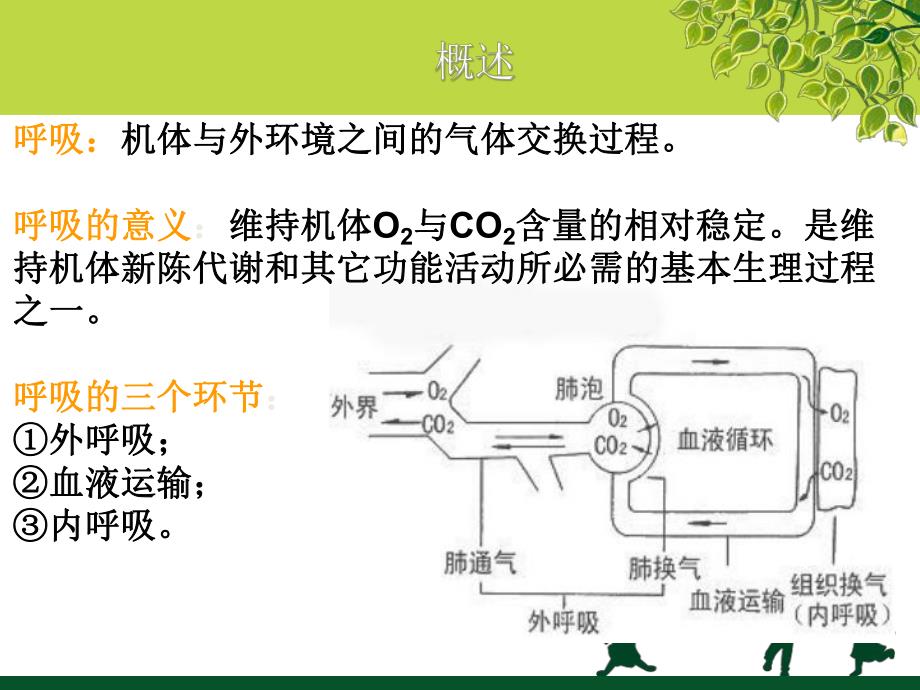 呼吸系统概述及急性支气管炎.ppt_第3页