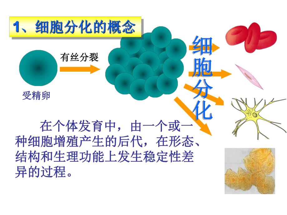 细胞的分化衰老、凋亡、癌变PPT.ppt_第3页