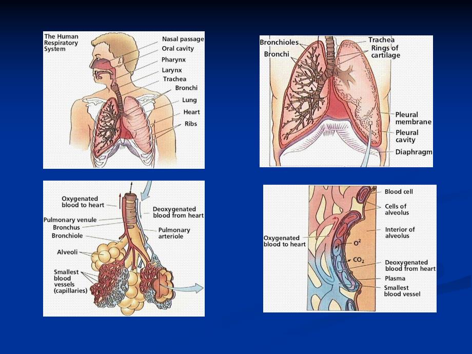 急性呼吸衰竭1.ppt_第3页