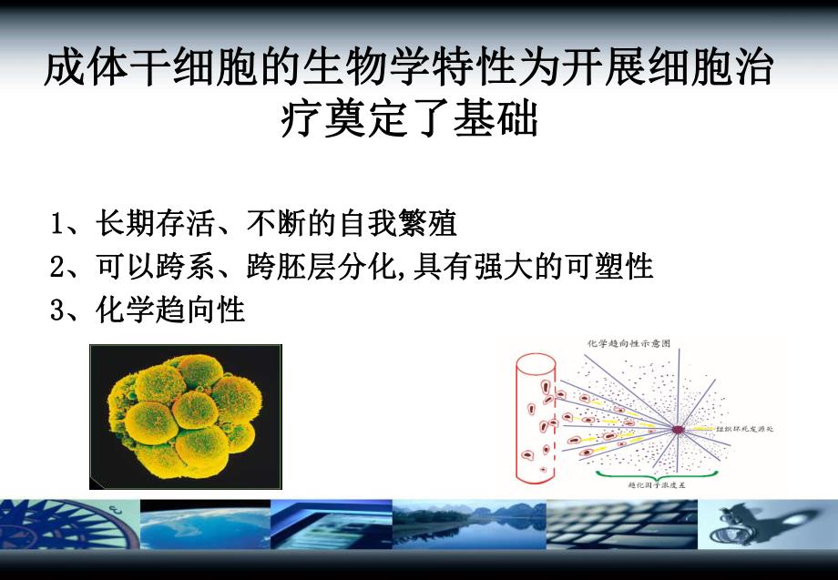 干细胞治疗重症肝炎肝硬化.ppt_第3页