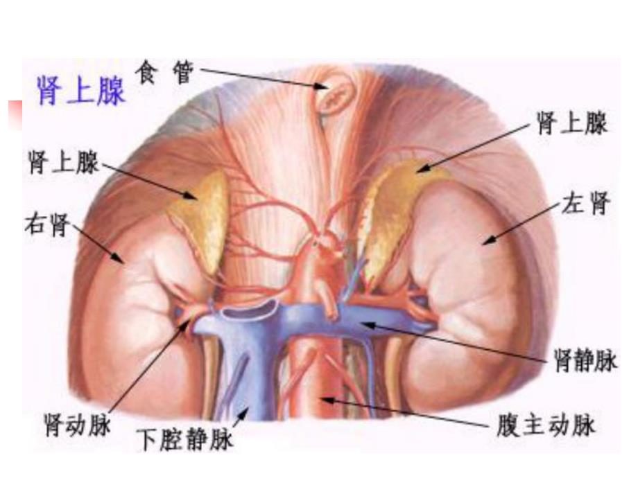 第七篇 第十三章 库欣综合征.ppt.ppt_第2页