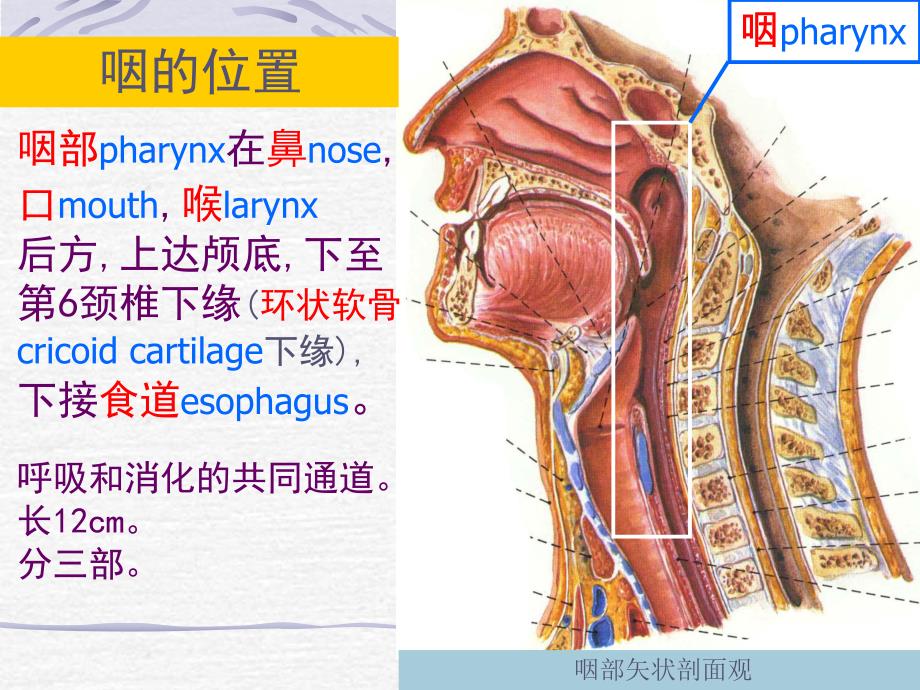 咽喉部解剖.ppt.ppt_第2页