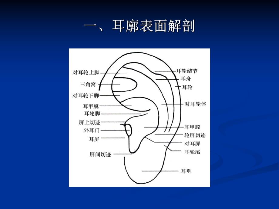 耳穴压豆.ppt.ppt_第3页