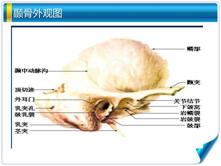 听觉系统解剖.ppt_第3页