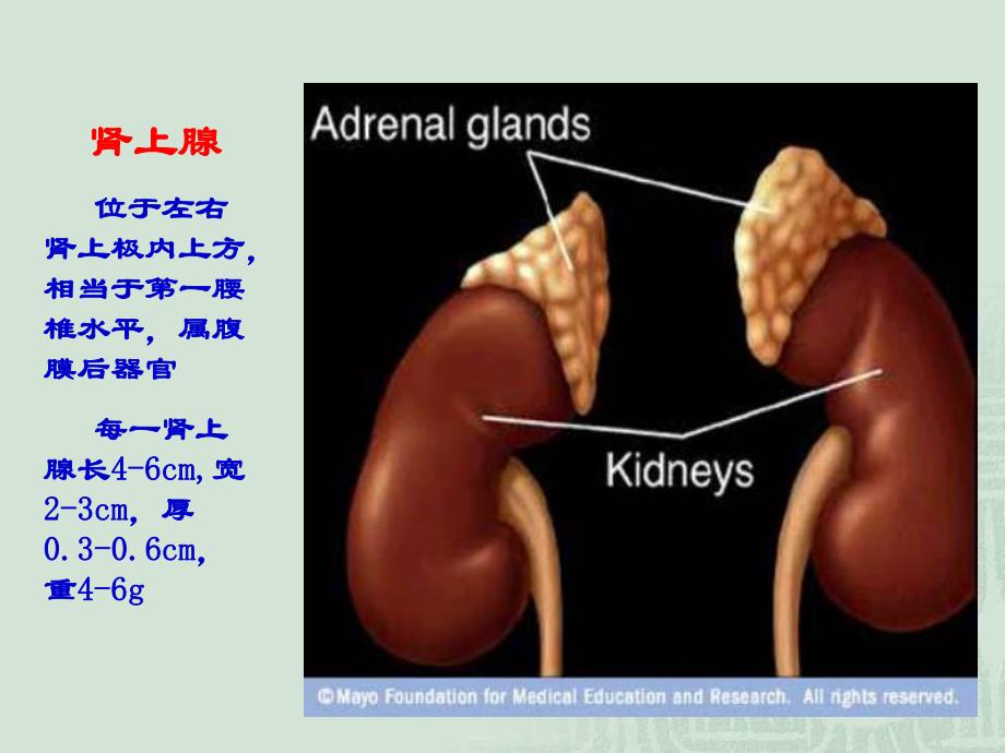 皮质醇增多症.ppt_第3页