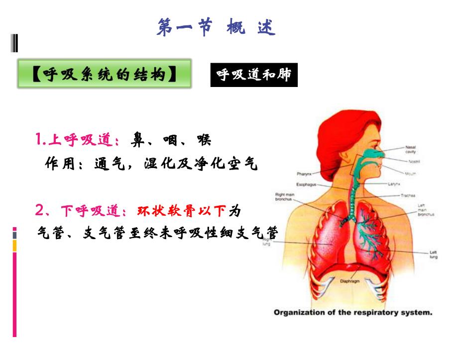 呼吸系统常见症状体征.ppt_第3页