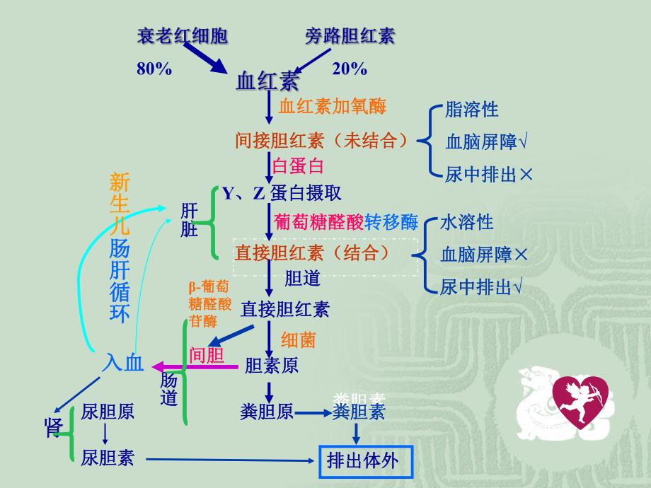 新生儿黄疸.ppt.ppt_第3页