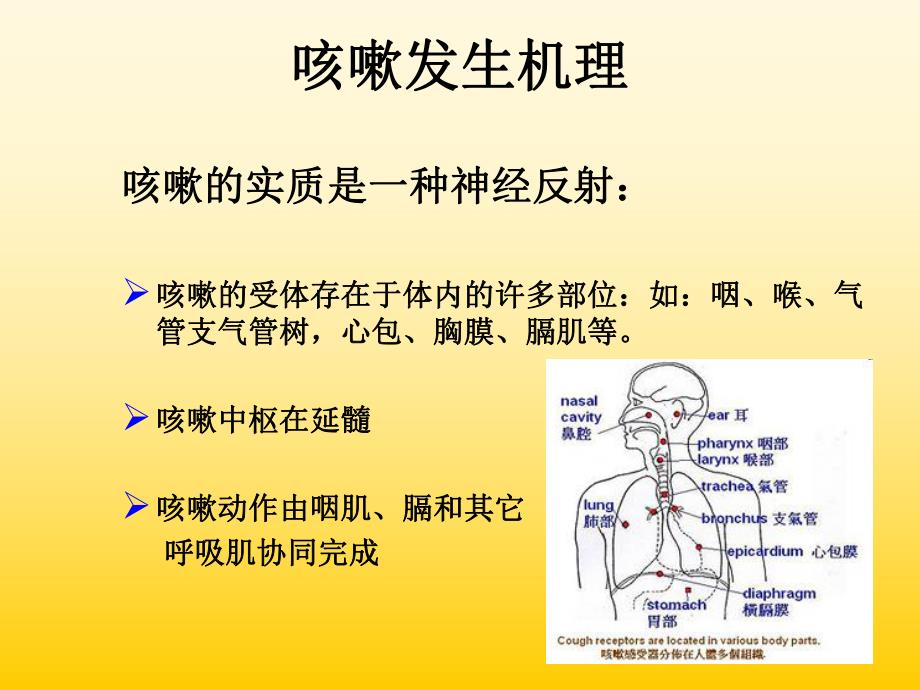 咳嗽咳痰的诊断学.ppt_第3页