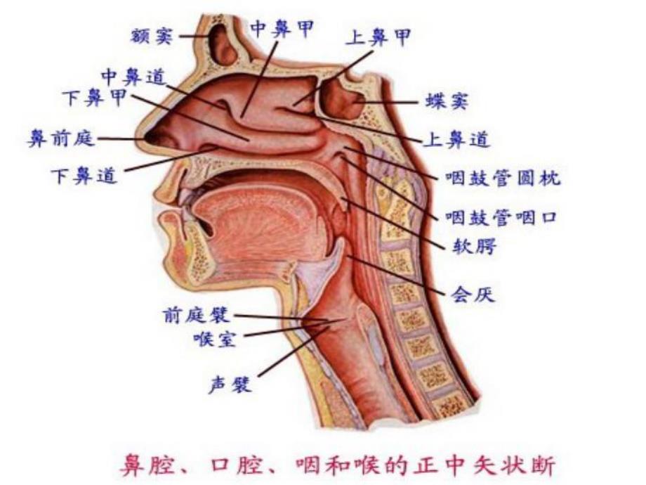 鼻炎.ppt.ppt_第3页