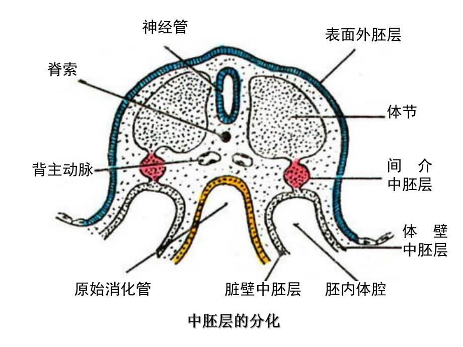 25泌尿系统和生殖系统的发生1.ppt_第3页