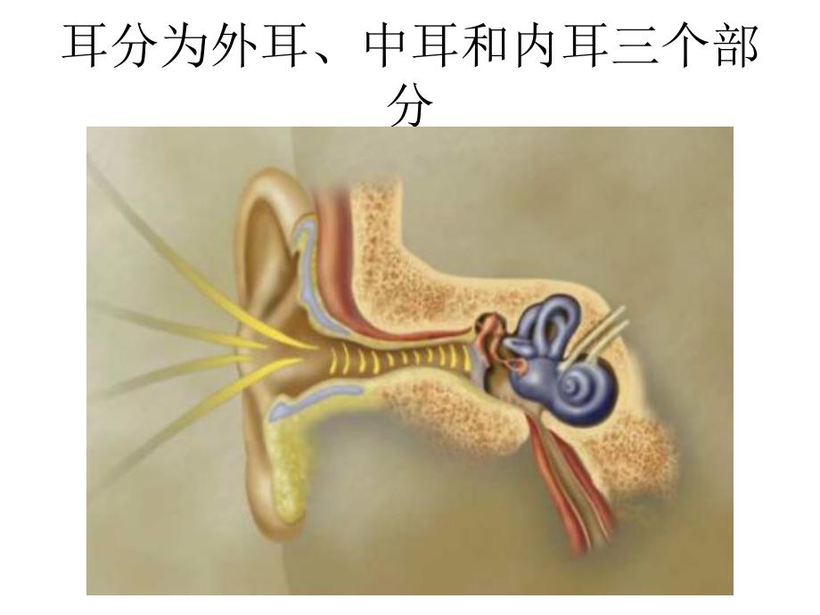 耳部解剖及生理.ppt.ppt_第2页