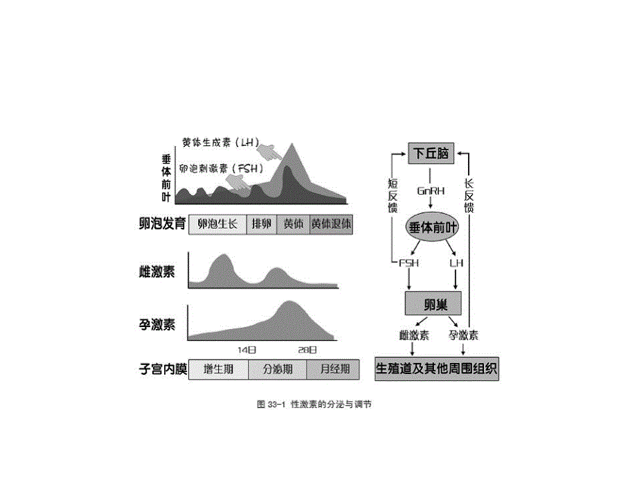 孕激素的临床应用.ppt_第3页