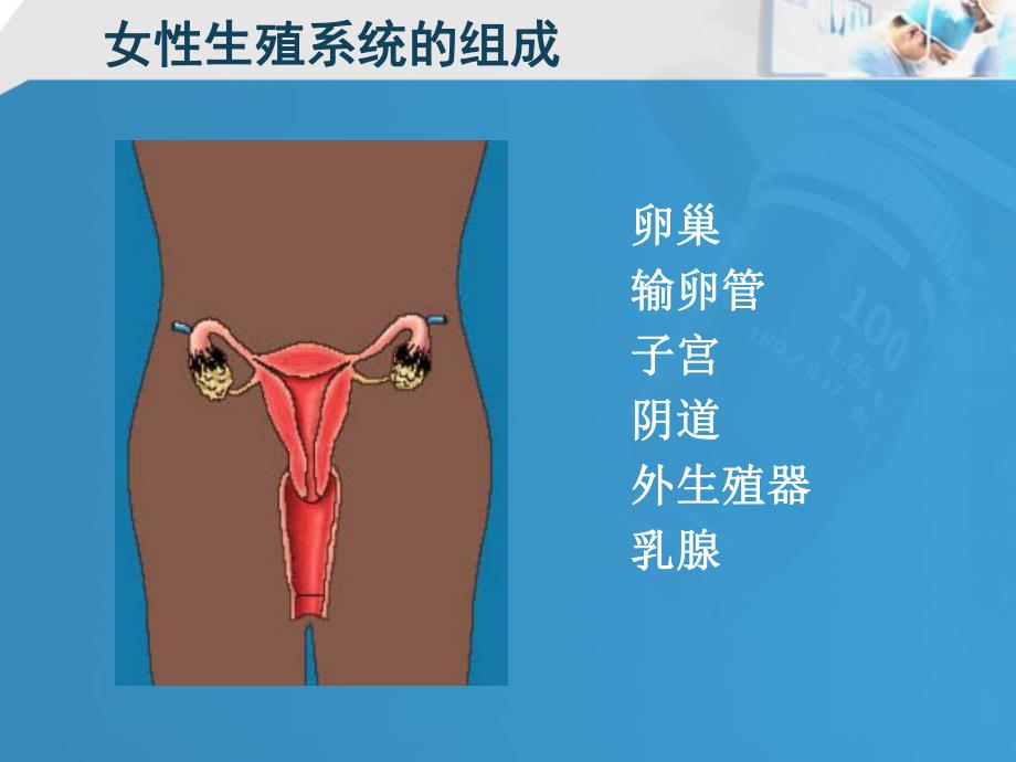 18女性生殖系统.ppt_第3页