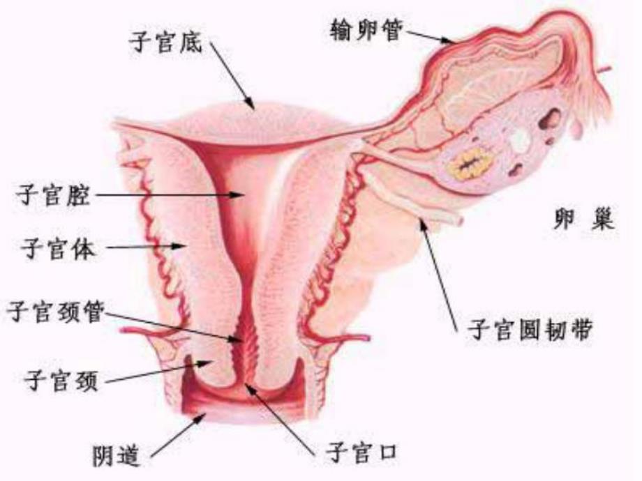 宫项妊娠期间注意事项.ppt_第3页