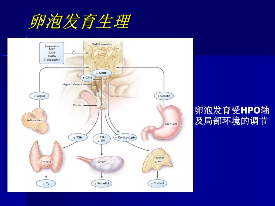 促排卵药物的合理应用.ppt_第2页