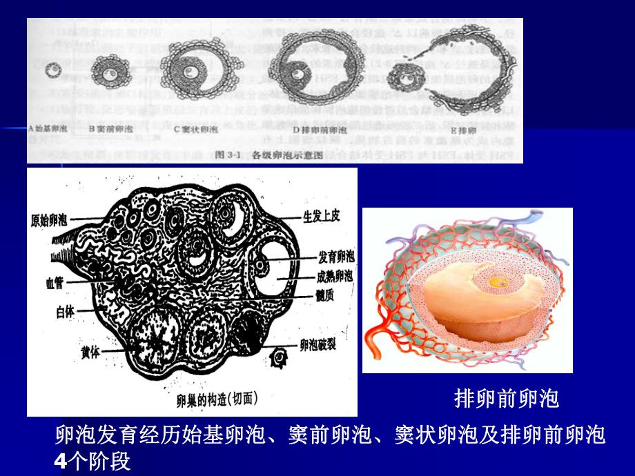 促排卵药物的合理应用.ppt_第3页