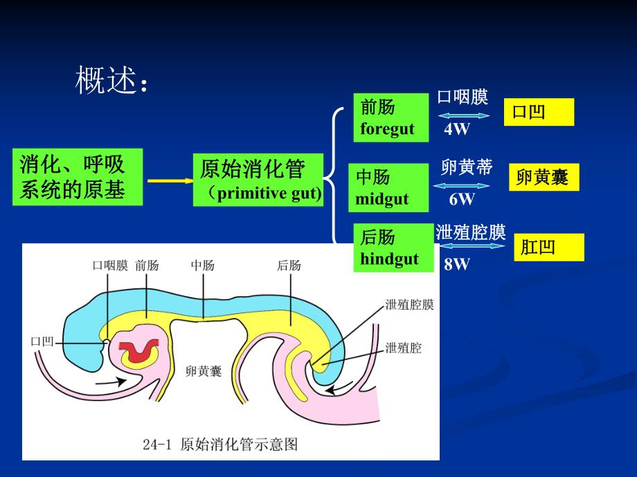 第十讲：消化、呼吸的发生.ppt_第3页