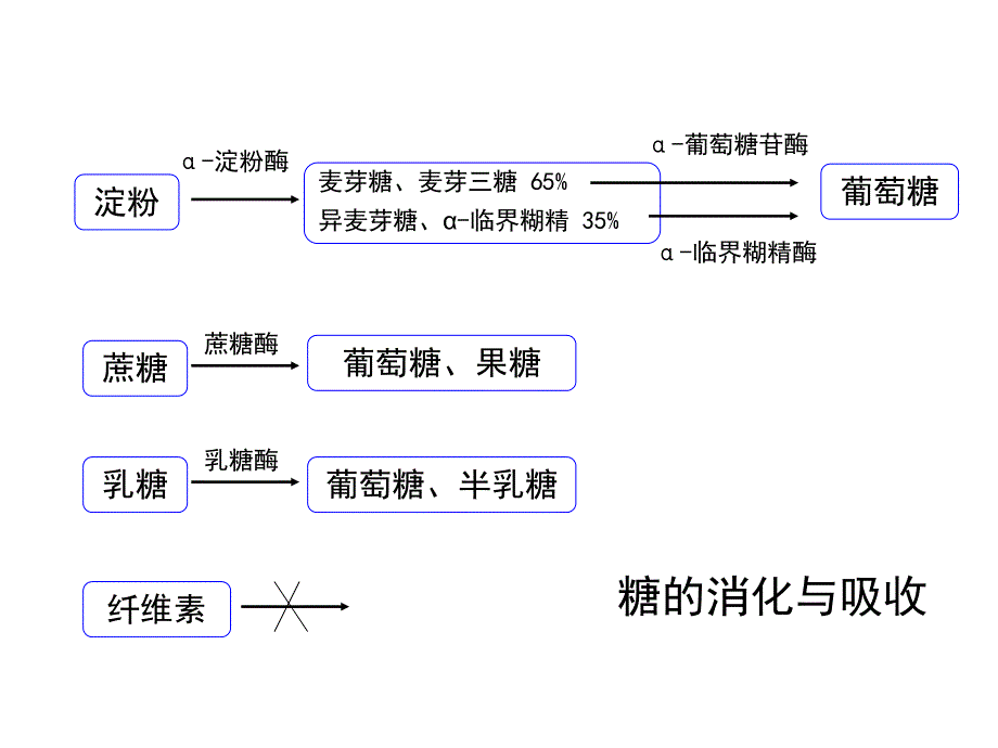 血糖、血脂、病毒性肝炎的实验室检测.ppt_第3页