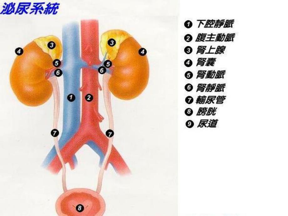 高血压与肾脏.ppt_第3页