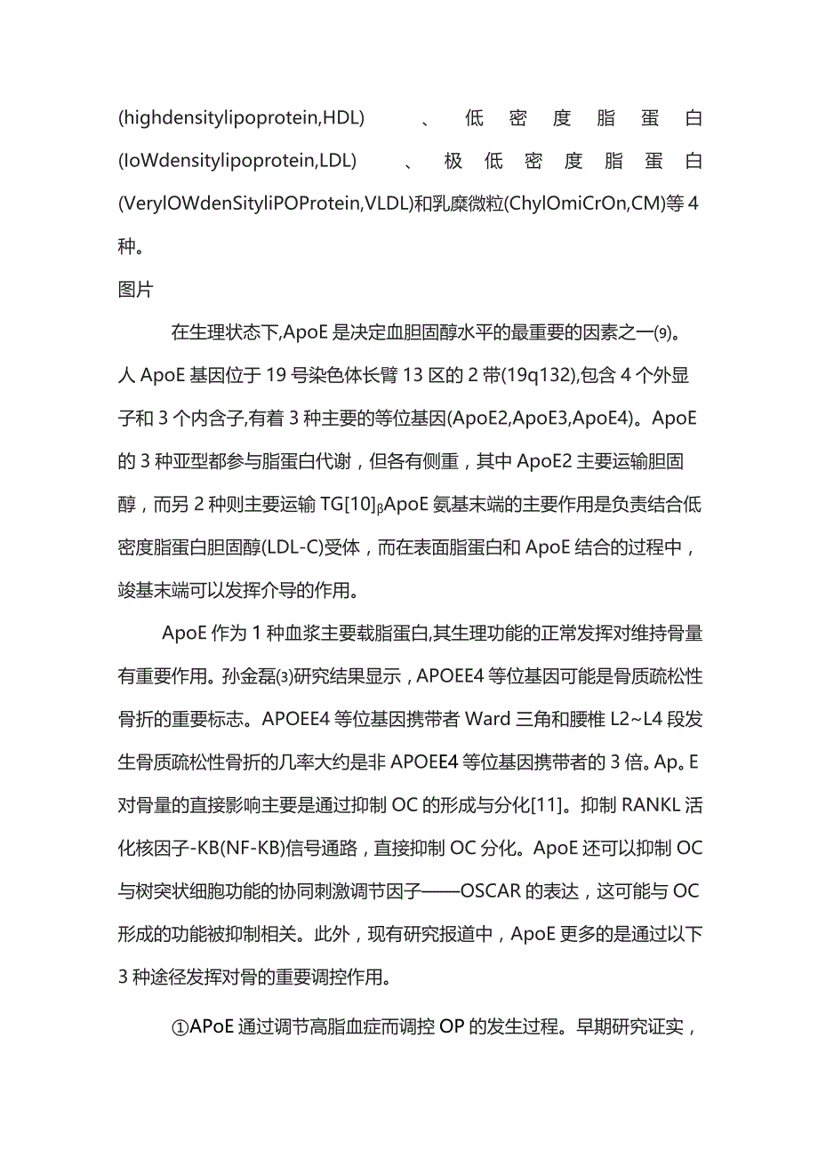 ApoE与骨质疏松症相关性的研究进展2023.docx_第2页