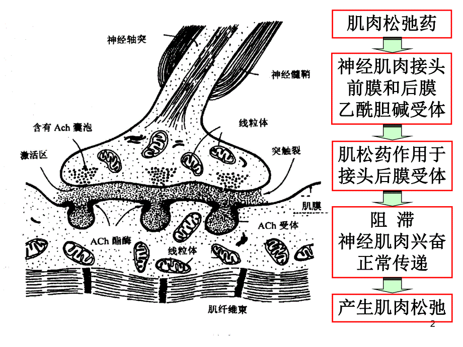 肌松药专家共识.ppt.ppt_第2页