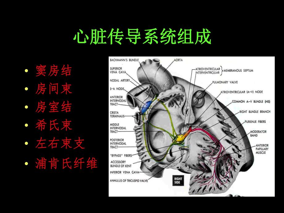 致命性心律失常的治疗.ppt_第3页