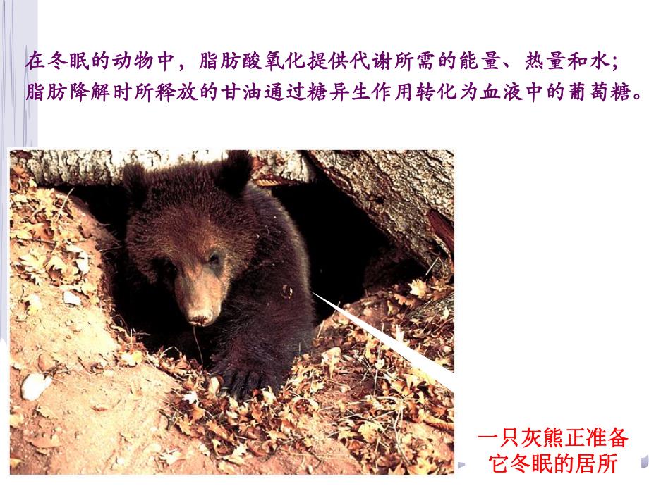 脂代谢培训教学PPT.ppt_第2页