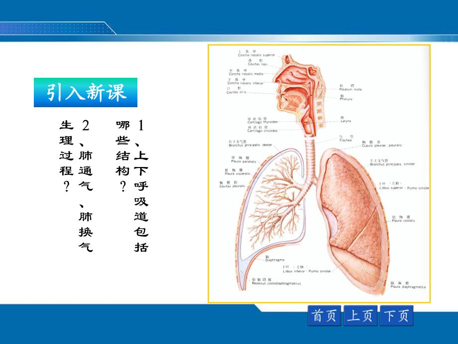 第二次课咳嗽咳痰、咯血、发绀、呼吸困难评估.ppt_第2页