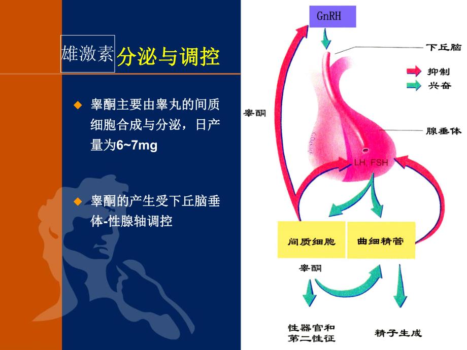 雄性激素与男性性腺功能减退症诊断及治疗ppt演示文稿.ppt_第3页