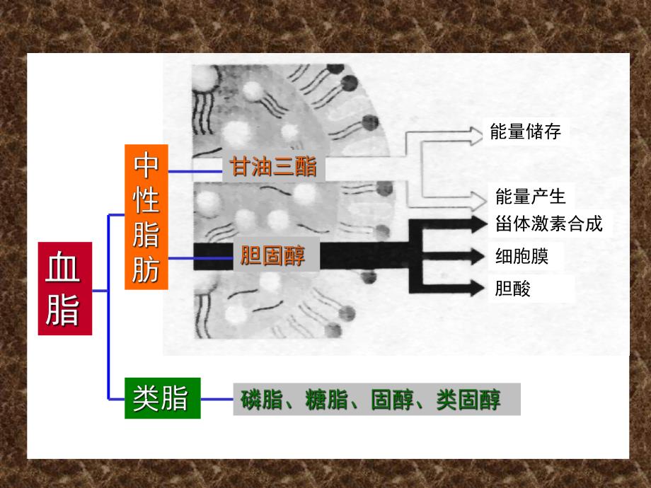 血脂和高脂血症.ppt_第2页