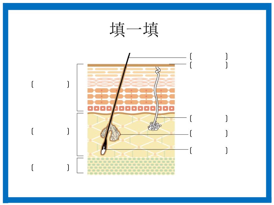 皮肤基础知识.ppt_第2页