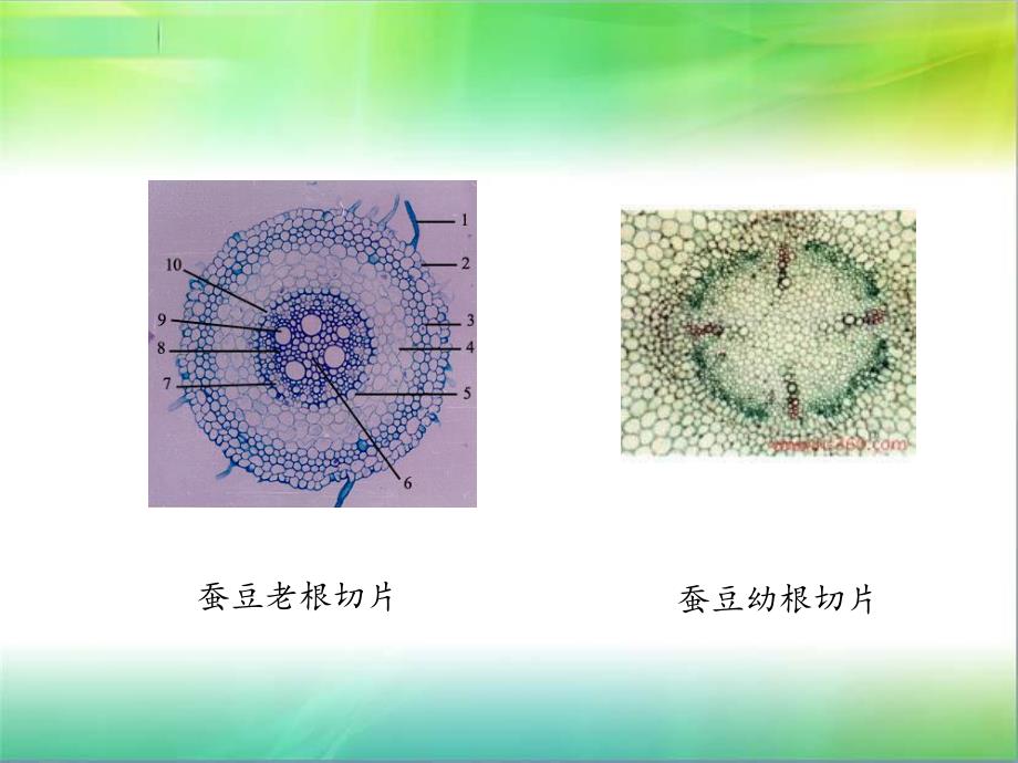 植物实验切片观察ppt.ppt_第3页