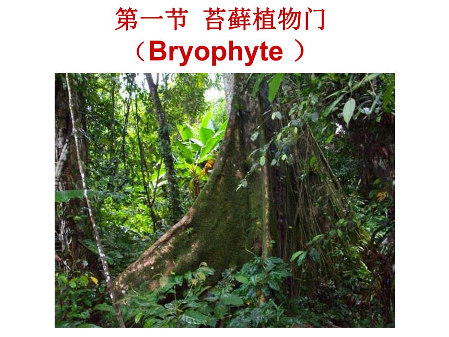 11 第十五章苔藓蕨类植物.ppt_第2页