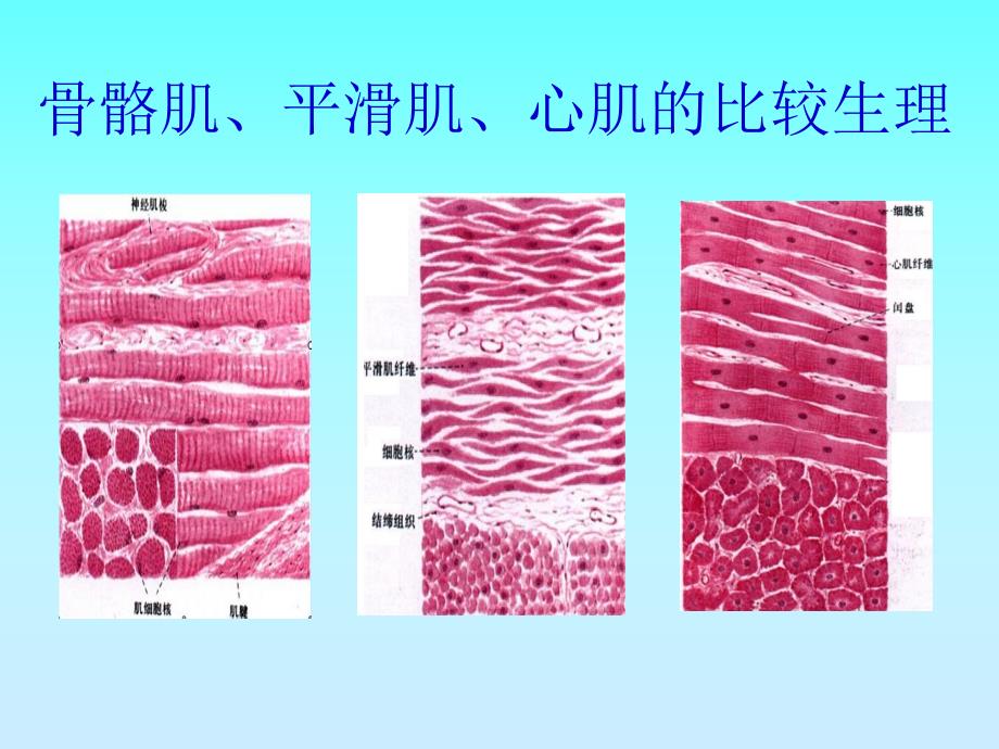 骨骼肌、心肌、平滑肌的比较PPT.ppt.ppt_第1页