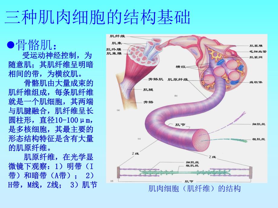 骨骼肌、心肌、平滑肌的比较PPT.ppt.ppt_第2页