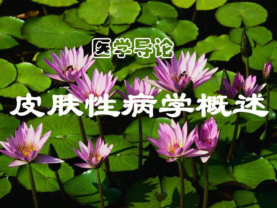 医学导论(皮肤).ppt_第1页