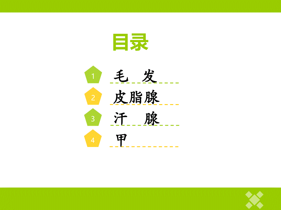 皮肤附属器及疾病.ppt_第2页