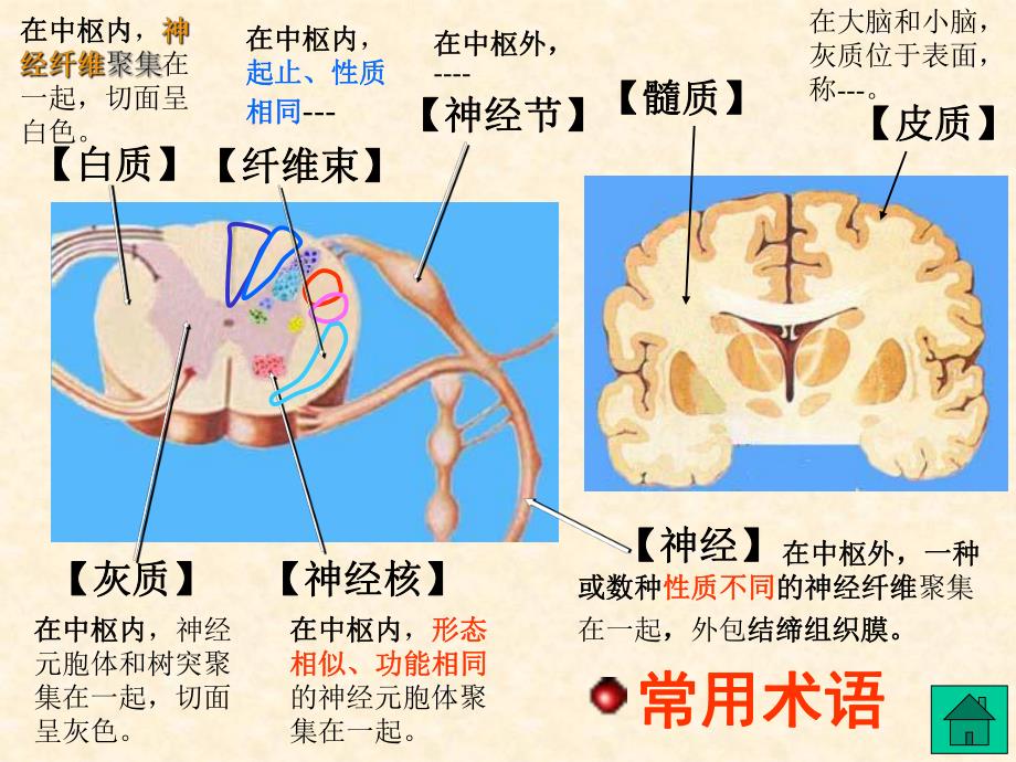 (解剖神经系统).ppt_第3页