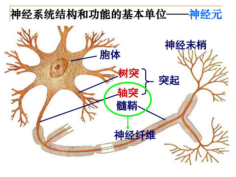 通过神经系统的调节.ppt_第2页